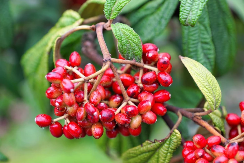 a close up of a bunch of berries on a tree, a digital rendering, by Robert Brackman, shutterstock, hurufiyya, avatar image, tea, closeup photo, 17th-century