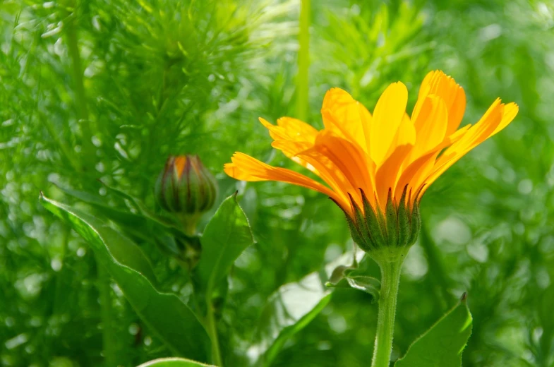 a yellow flower sitting on top of a lush green field, a picture, by Dietmar Damerau, renaissance, marigold background, orange plants, viewed from below, herbs