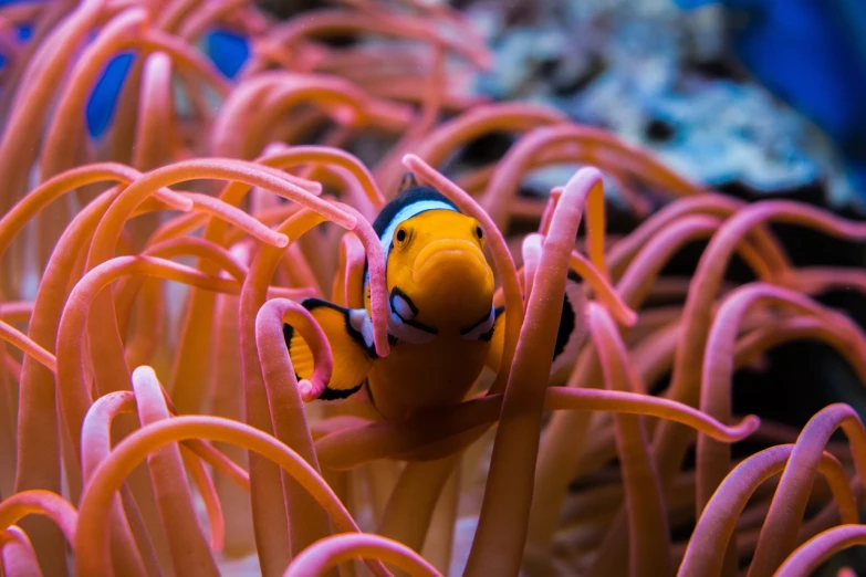 a close up of a clown fish in a sea anemone, a macro photograph, shutterstock, realism, pink and orange colors, stock photo