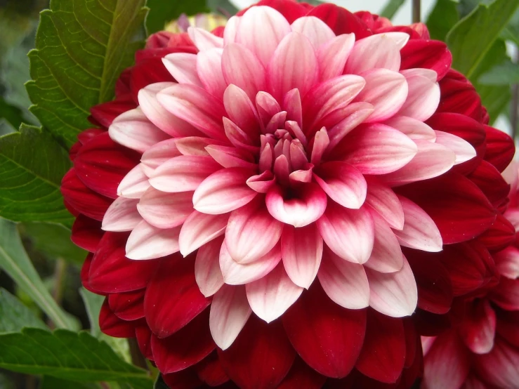 a close up of a red and white flower, by Charles Billich, flickr, arabesque, dahlias, rich deep pink, beautiful flower, wide screenshot