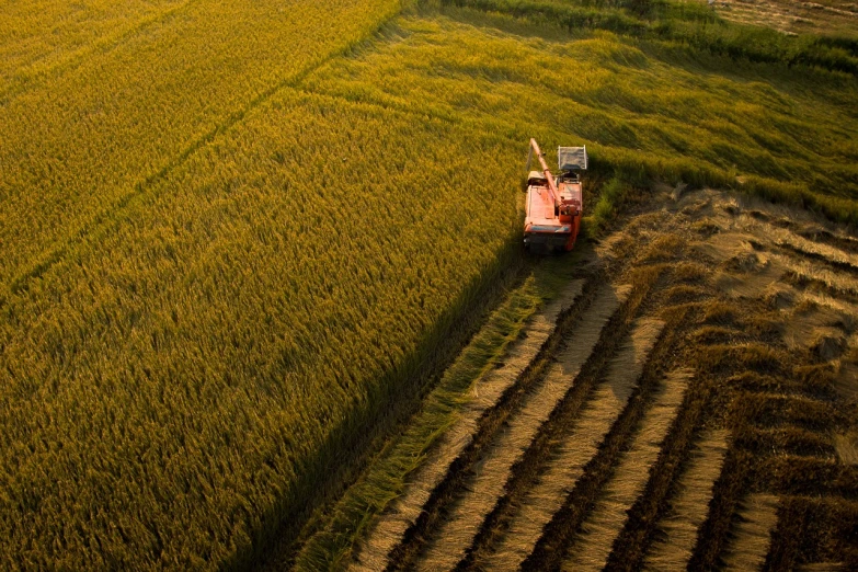 a tractor that is sitting in the middle of a field, a stock photo, by Richard Carline, unsplash contest winner, conceptual art, rice, soft lighting from above, golden hour in beijing, right - side composition