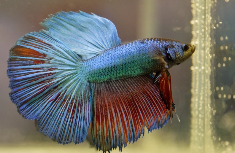 a close up of a fish in a tank, flickr, renaissance, colored feathers, doing a majestic pose, tail slightly wavy, smooth color