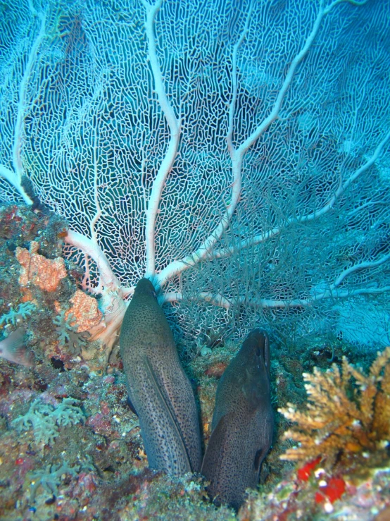 a couple of fish sitting on top of a coral, flickr, fishnet, sinuous fine roots, photo taken from behind, frank fanzzeta