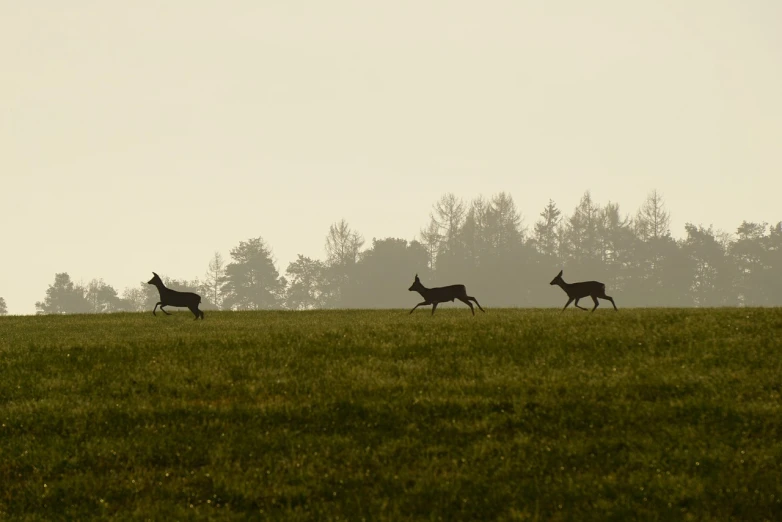 a herd of deer running across a lush green field, a picture, by Hans Schwarz, flickr, figuration libre, trio, silhuette, lower saxony, high res photo