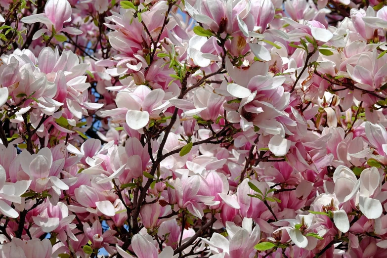 a bunch of pink and white flowers on a tree, a photo, by Jim Nelson, magnolia leaves and stems, spring blooming flowers garden, elaborate composition, very full detail