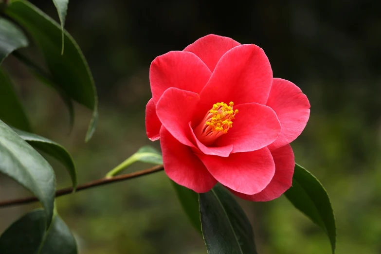 a close up of a pink flower with green leaves, by Tadashi Nakayama, shutterstock, sōsaku hanga, bright red, jasmine, highly detailed picture, stock photo