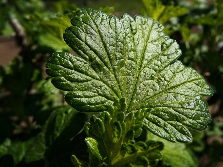 a close up of a leaf of a plant, by Stefan Gierowski, pixabay, renaissance, verbena, ready to eat, tremella-fuciformis, mint