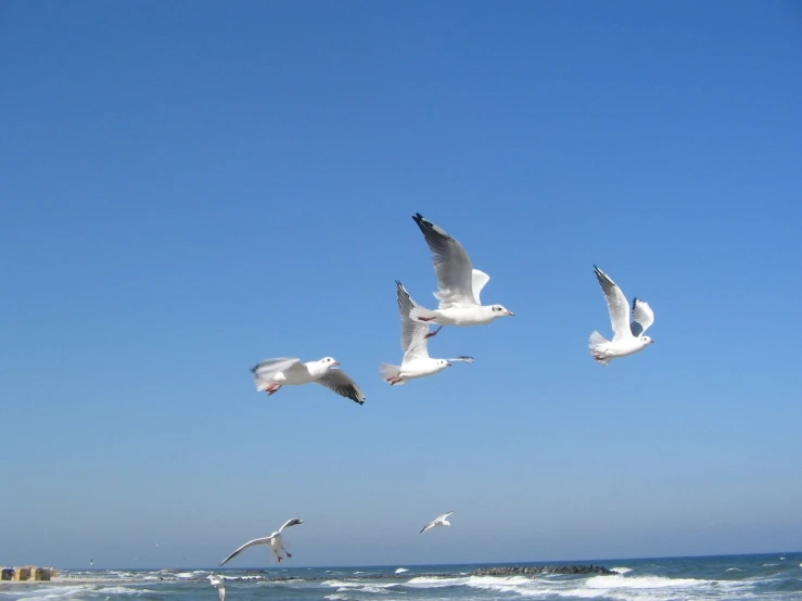 a flock of seagulls flying over the ocean, a photo, figuration libre, new jersey, camera photo, having a snack, 2 0 1 0 photo