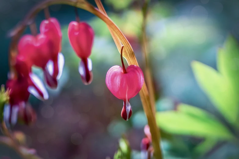 a close up of a plant with pink flowers, a macro photograph, shutterstock, romanticism, hearts symbol, rhode island, absence makes heart grow fonder, bells