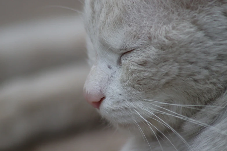 a close up of a cat with its eyes closed, a macro photograph, by Nándor Katona, flickr, albino white pale skin, short light grey whiskers, with a white nose, hooked nose