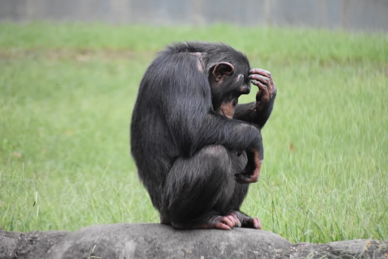 a monkey that is sitting on a rock, by Jan Tengnagel, pixabay, chimpanzee, scratching head, hatched pointed ears, profile picture