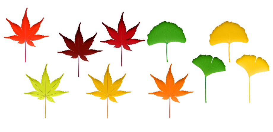 a group of different colored leaves on a black background, a raytraced image, by Kiyoshi Yamashita, polycount, hurufiyya, simple path traced, style of shuzo oshimi, marijuana, red green yellow color scheme
