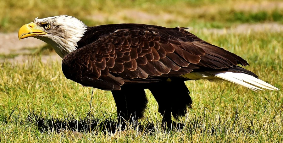 a bald eagle standing in a grassy field, a portrait, by Dietmar Damerau, pixabay, fine art, eagle eat snake, canada goose, side view close up of a gaunt, 🦩🪐🐞👩🏻🦳