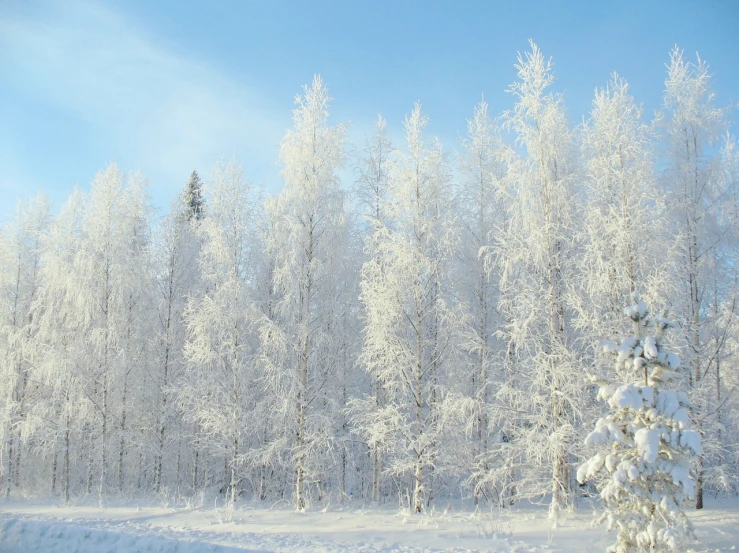 a man riding skis down a snow covered slope, inspired by Bruno Liljefors, flickr, romanticism, forest. white trees, with white fluffy fur, in the early morning, lab