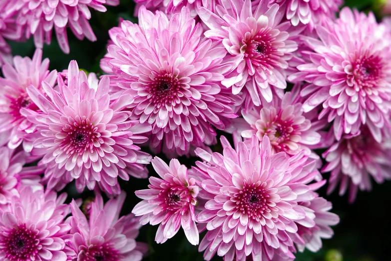 a close up of a bunch of pink flowers, a picture, by Rhea Carmi, shutterstock, chrysanthemums, very very high detailed, autum, cut