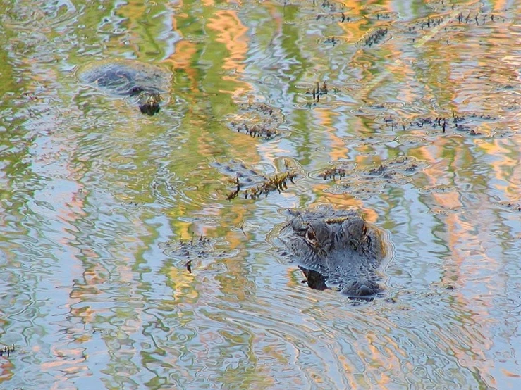 a group of alligators swimming in a body of water, a portrait, by David Simpson, pixabay, fine art, reflections in copper, morning detail, portrait!!!!, reflections and refractions