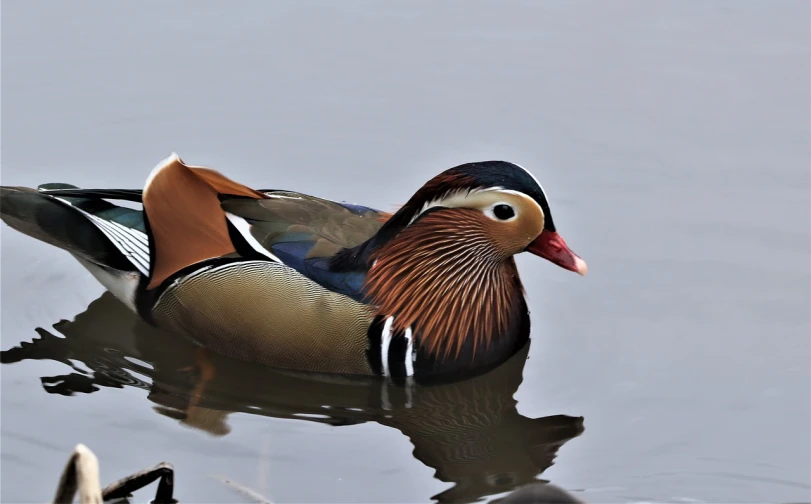 a duck floating on top of a body of water, a portrait, by Jan Rustem, shutterstock, interesting skin coloring, daoshu, 2 0 2 2 photo, beautifully painted