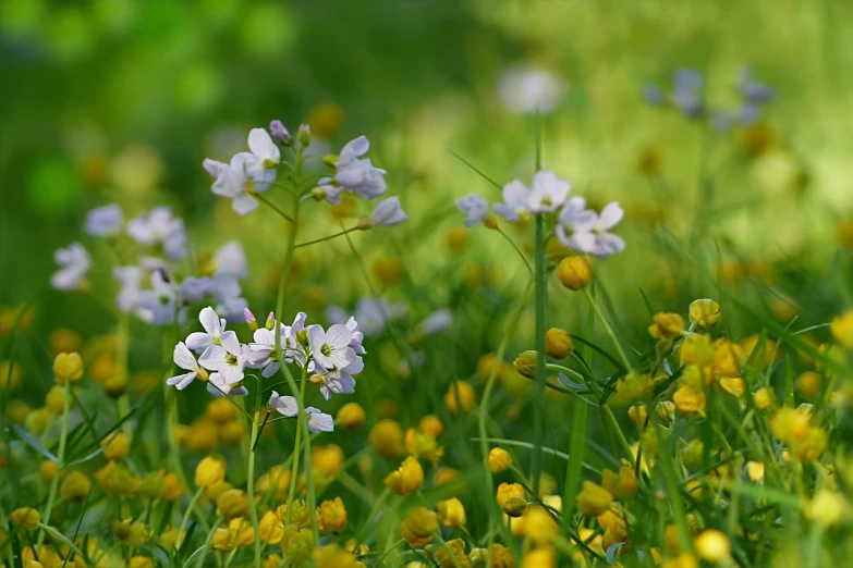 a bunch of flowers that are in the grass, a picture, by Jacob Kainen, rural splendor, mustard, dominant wihte and blue colours, depth of field!