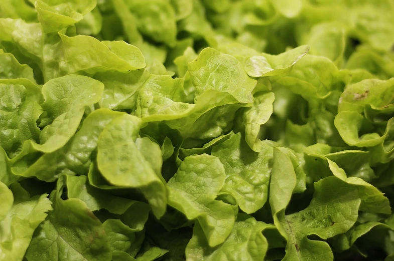 a close up of a bunch of lettuce, a picture, by Aleksander Gierymski, 🐿🍸🍋, green flags, istockphoto, soft texture