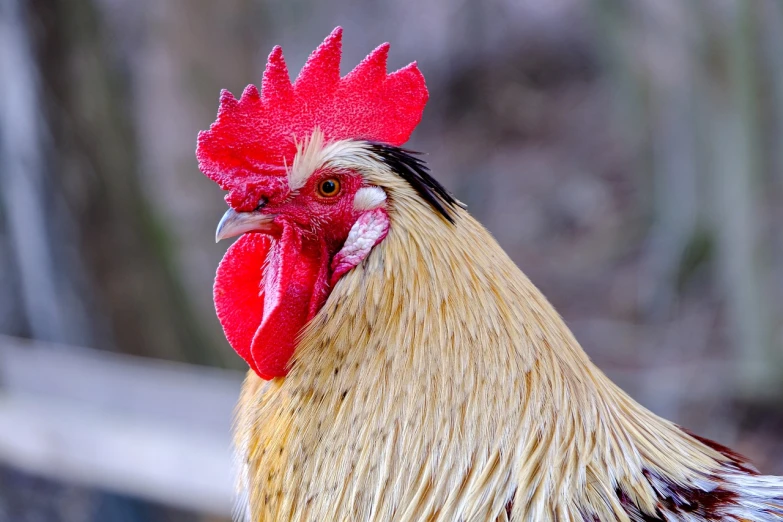 a close up of a rooster with a red comb, a photo, by Jan Rustem, shutterstock, many golden layers, portrait of a handsome, family photo, close up photo