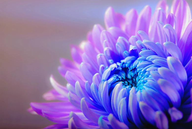 a close up of a purple flower on a table, by Jan Rustem, neon blue color, beautiful iphone wallpaper, chrysanthemum, bright soft colors