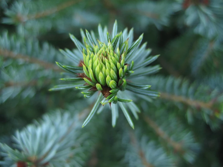 a close up of a pine cone on a tree, by Jan Rustem, shutterstock, precisionism, flower buds, blue and green, stock photo