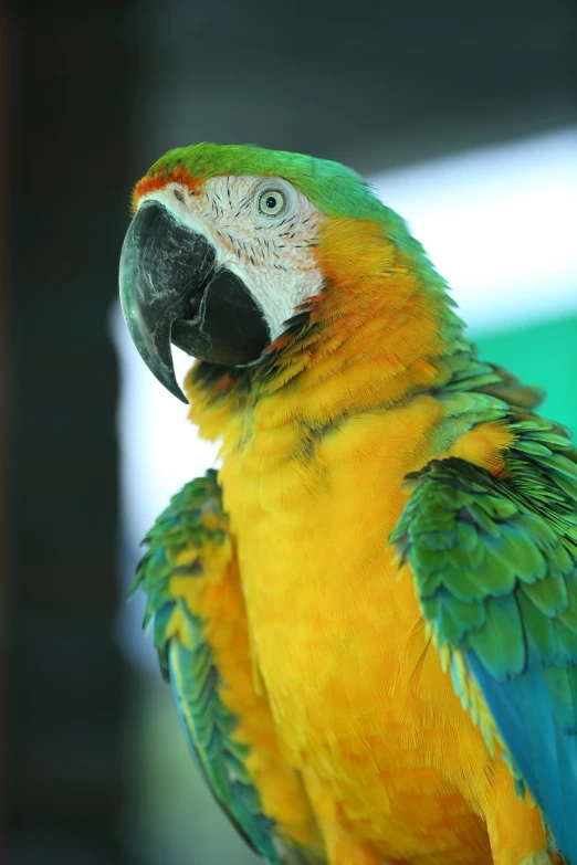 a close up of a parrot on a perch, a portrait, mid shot photo