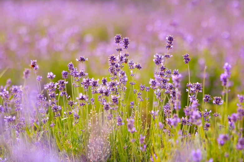 a bunch of purple flowers in a field, a picture, by Yi Jaegwan, pexels, 1 6 x 1 6, herbs, 3 4 5 3 1, sitting in a field