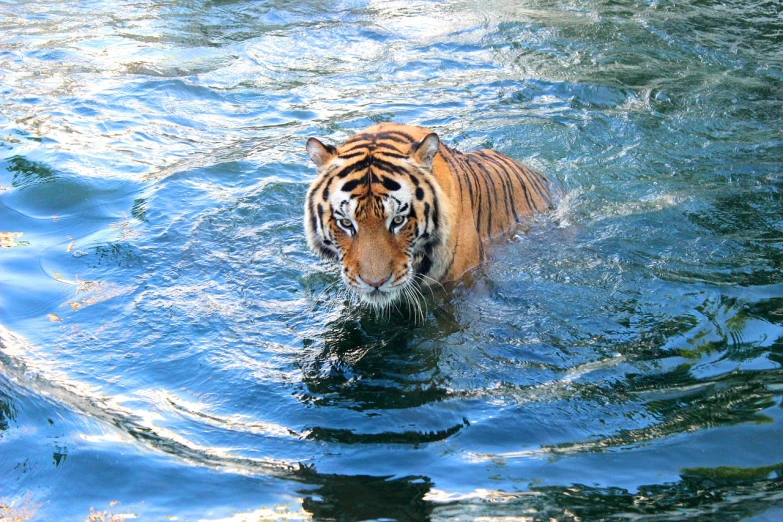 a tiger swimming in a body of water, a photo, he is a long boi ”, asia, 2000s photo, vivid and detailed