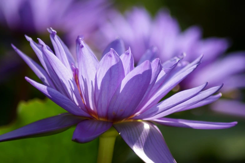 a close up of a purple flower with green leaves, hurufiyya, standing gracefully upon a lotus, wallpaper - 1 0 2 4, ari aster, portait