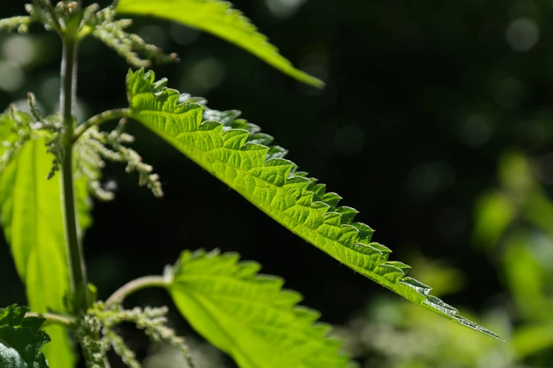 a close up of a plant with green leaves, a macro photograph, hurufiyya, morning light showing injuries, acanthus, very sharp photo