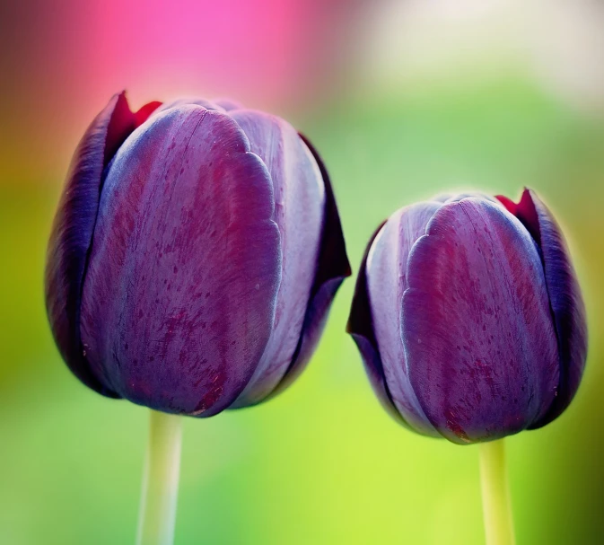 two purple tulips sitting next to each other, a macro photograph, by Jan Rustem, shutterstock, symmetrical!, surreal colors, depth of field!, beautiful flower