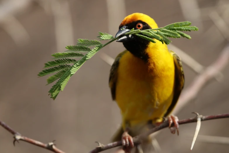 a yellow and black bird sitting on top of a tree branch, by Robert Brackman, flickr, having a snack, bird mask, yellow and greens, nest is made of sticks