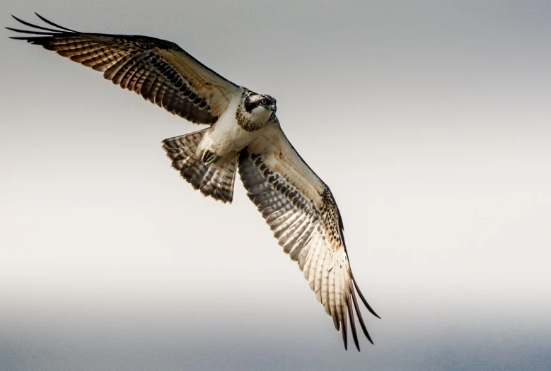 a bird that is flying in the sky, a picture, by Juergen von Huendeberg, pexels contest winner, hurufiyya, raptor, on a pale background, francis goya, half - length photo