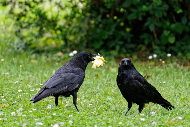 a couple of black birds standing on top of a lush green field, a portrait, inspired by Gonzalo Endara Crow, pixabay, buttercup eating pizza, black flowers, eating rotting fruit, raven black