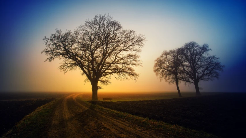 a couple of trees sitting on top of a dirt road, by Holger Roed, tonalism, epic sunrise, depth of field ”, trio, excellent composition