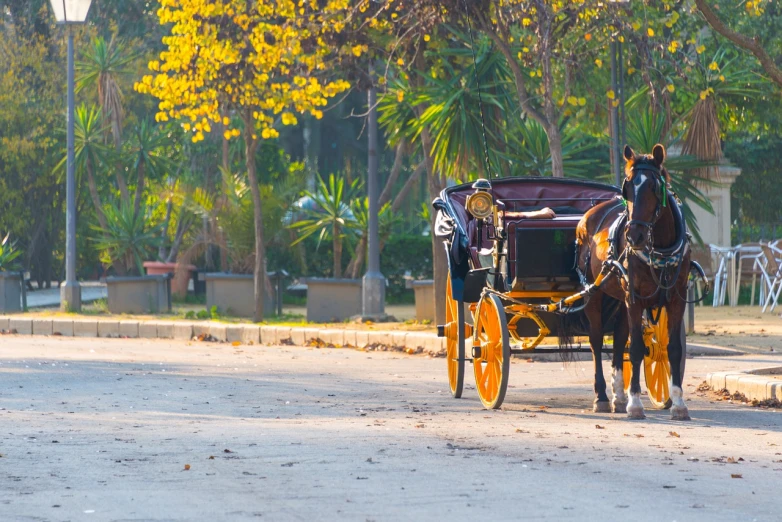 a horse pulling a carriage down a street, a tilt shift photo, shutterstock, sunny day in a park, cairo, fall season, taxi