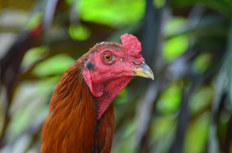 a close up of a rooster with a red head, a portrait, sumatraism, wildlife photo, bali, close - up profile, flash photo