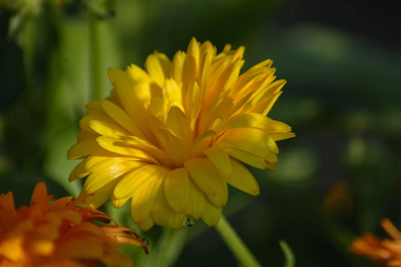 a close up of a yellow flower in a field, a picture, romanticism, marigold, gentle shadowing, flash photo, various posed