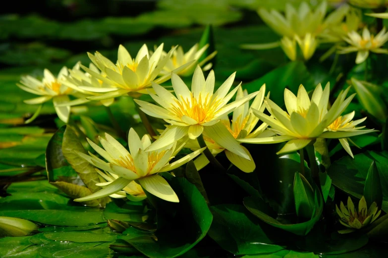 a group of yellow water lilies in a pond, a portrait, shutterstock, very beautiful photo, beautiful flower, close up image