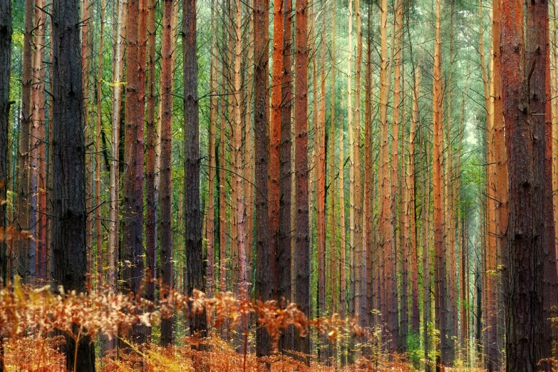 a forest filled with lots of tall trees, by Richard Carline, shutterstock, fine art, patterns and textures, pine wood, autumnal colours, merging with tree in a forest