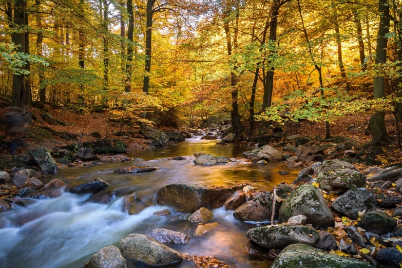 a stream running through a forest filled with lots of trees, a picture, by Ivan Grohar, shutterstock, warm golden backlit, bronze!! (eos 5ds r, 🍂 cute, mountains river trees