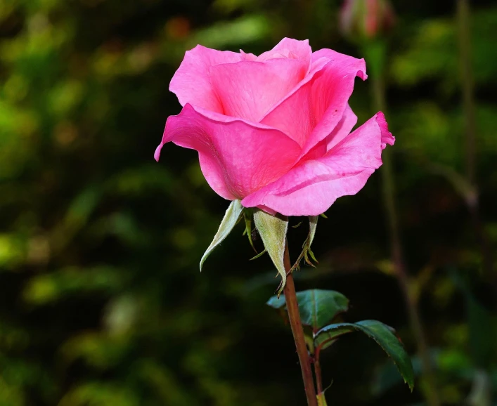 a close up of a pink rose on a stem, by Jan Rustem, pexels, romanticism, stock photo, various posed, rich deep pink, of a beautiful