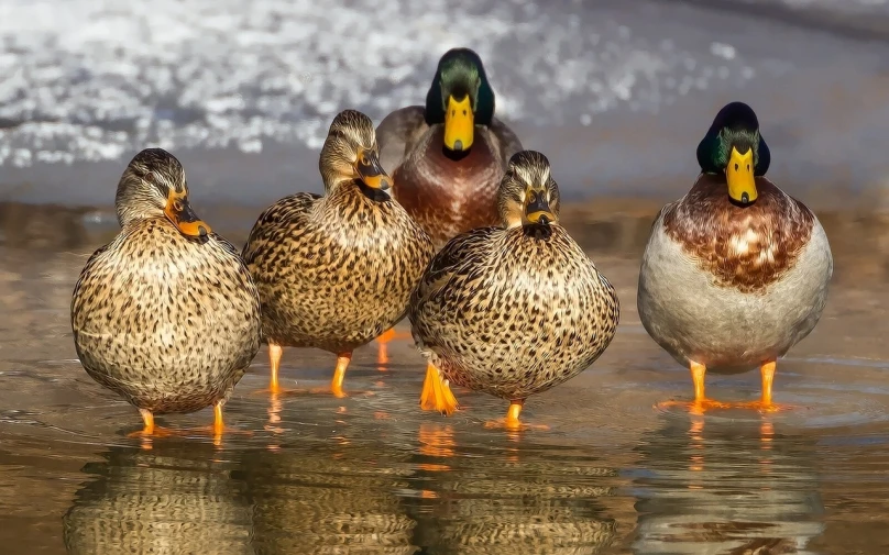 a group of ducks that are standing in the water, by Dave Melvin, precisionism, wallpaper - 1 0 2 4, regal pose, standing together, close-up shot