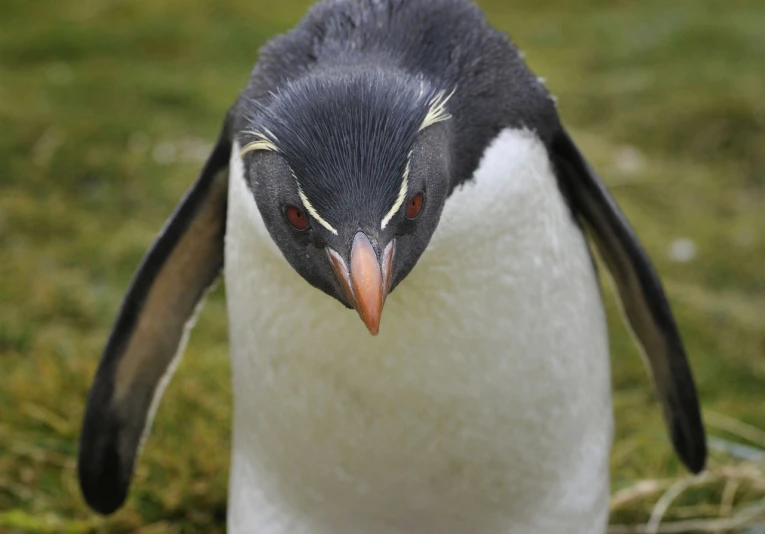a penguin that is standing in the grass, a portrait, by Edward Corbett, flickr, hurufiyya, scowling, photograph credit: ap, very ornate, antarctic