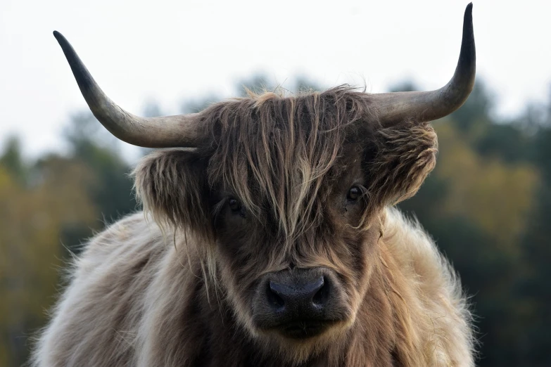 a close up of a cow with long hair, a picture, by John Murdoch, high res photo, scottish style, face of an ox, stringy