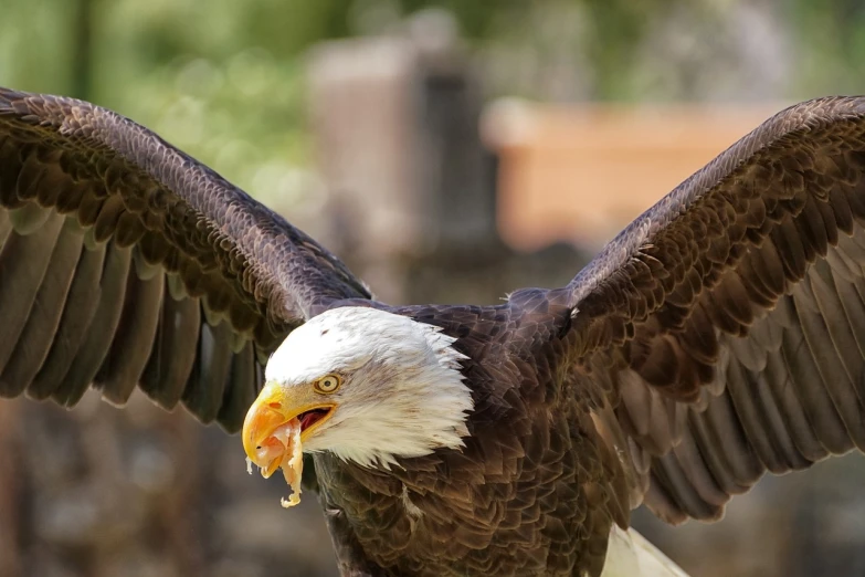 a close up of an eagle with its wings spread, a portrait, by Dietmar Damerau, pexels, hurufiyya, closeup at the food, in an action pose, idaho, 🦩🪐🐞👩🏻🦳