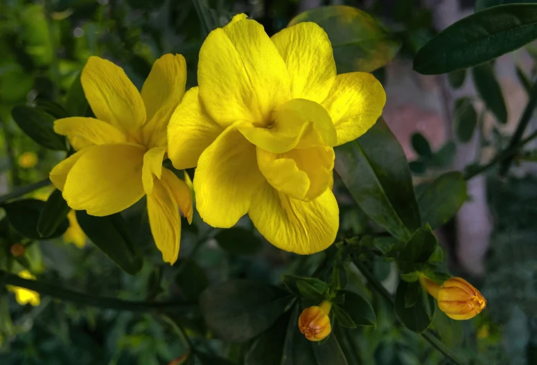 a close up of a bunch of yellow flowers, hurufiyya, shaded, 7 0 mm photo