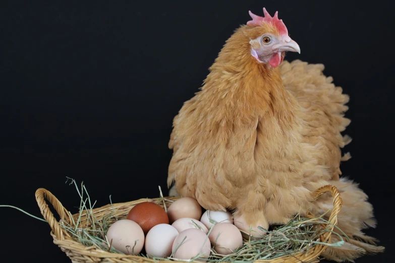 a chicken sitting on top of a basket filled with eggs, by Linda Sutton, the photo shows a large, sigma female, egg, a new