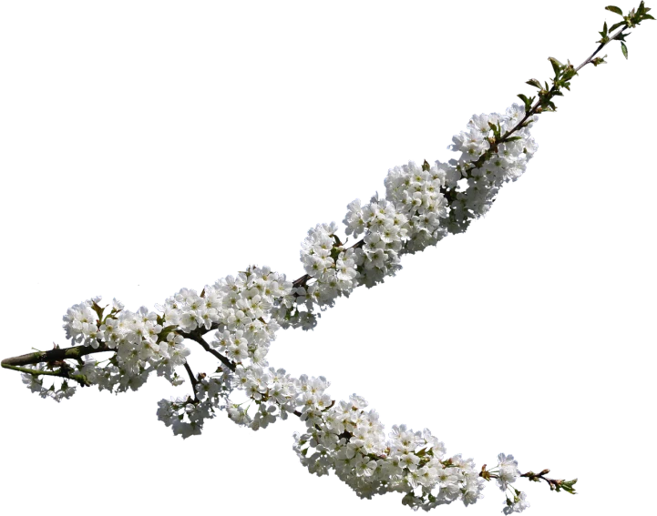 a branch of white flowers against a black background, contorted, cherry, full resolution, michael bair